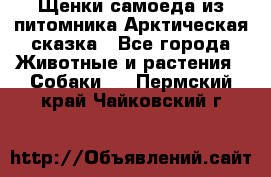 Щенки самоеда из питомника Арктическая сказка - Все города Животные и растения » Собаки   . Пермский край,Чайковский г.